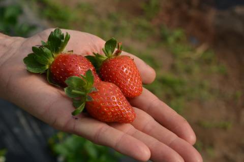 cómo plantar frutillas en una maceta