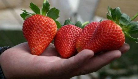 frutillas infocampo