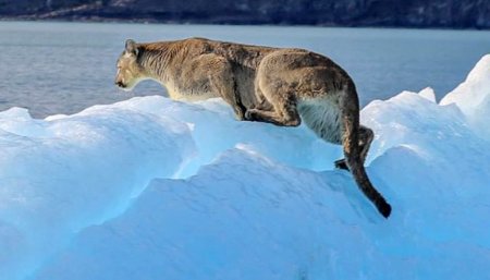 puma calafate