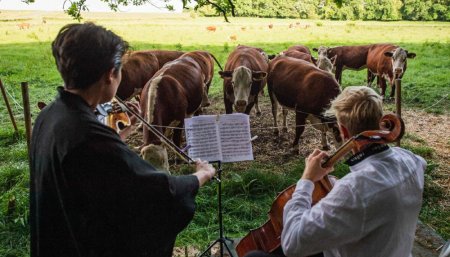 vacas musica