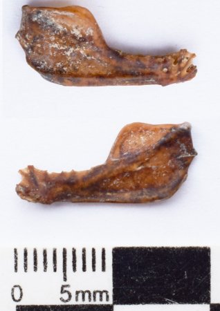 vista de la mandibula del vampiro Desmodus draculae