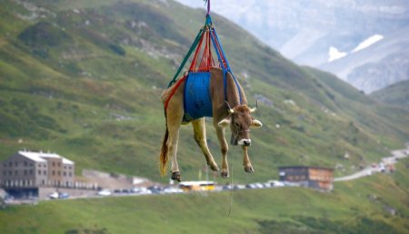 Alpes suizos vacas