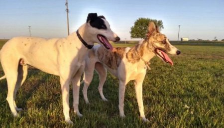 perros infocampo