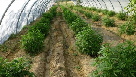 Plantación de cannabis