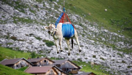 Vacas en los alpes