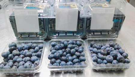 Arandanos exportación