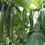 Huerta rápida: cómo sembrar vegetales para cosechar en menos de dos meses 6 pepinos huerta