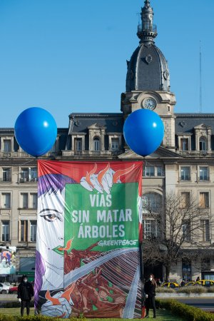 tala de arboles protesta