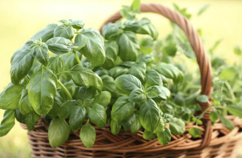 La albahaca es un cultivo habitual de huertas de primavera y verano La albahaca es un cultivo habitual de huertas de primavera y verano