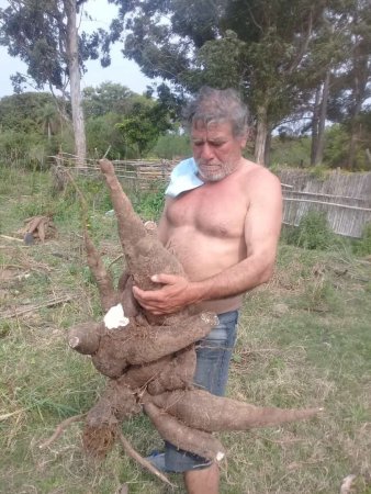 Mandioca 35 kilos
