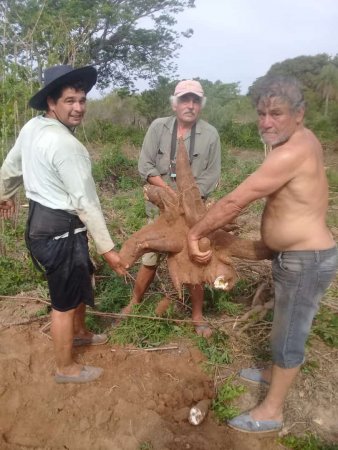 Ex concejal de Corrientes cosecho mandioca record