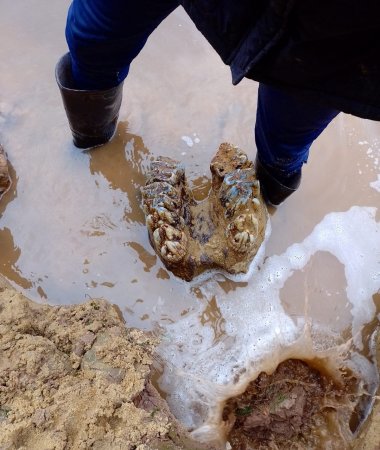 Pescador descubrio mastodonte en Santa Fe