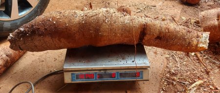 Mandioca gigante en Misiones
