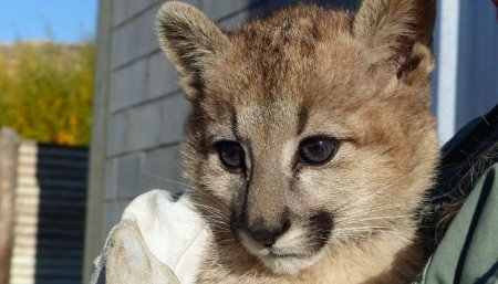 Puma bebe