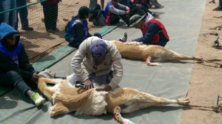 chaccu vicuñas