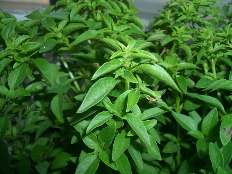 ¿Cuándo regar la albahaca? ¿Cuándo regar la albahaca?