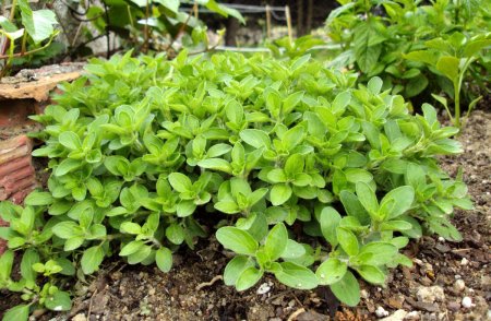 huerta oregano