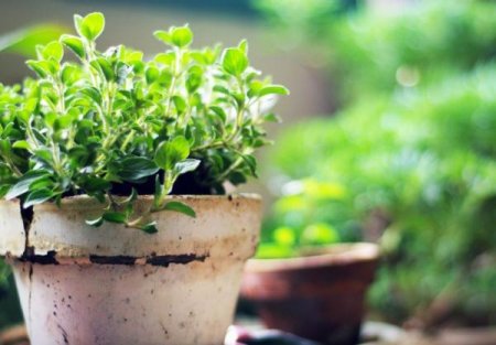 oregano