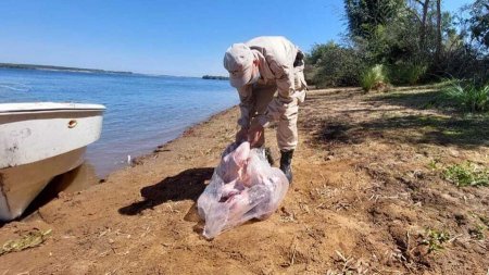 secuestro de carpinchos en el rio parana