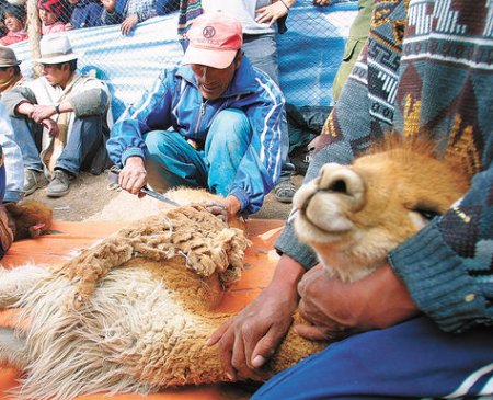 vicuña esquila