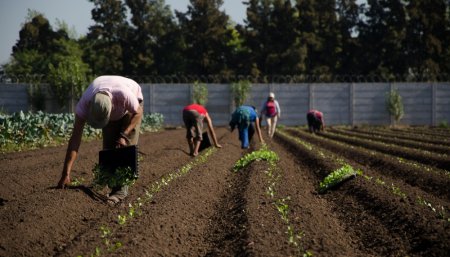 Agricultura familiar