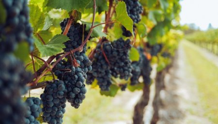 Produccion de vino