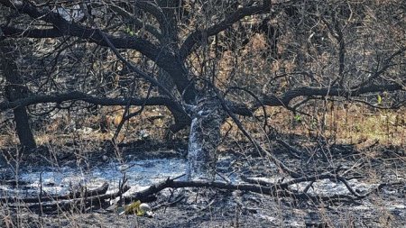 Incendios en Córdoba
