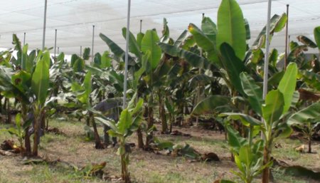 Industria bananera