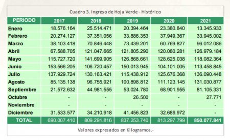 Ingreso de hoja verde a secadero