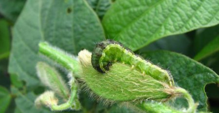 Isoca bolillera Plaga Soja