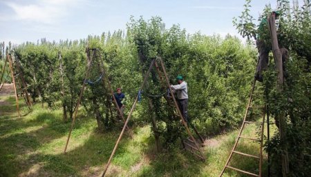 Trabajadores rurales