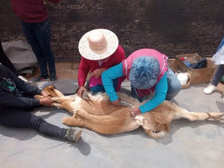 fibra de vicuña