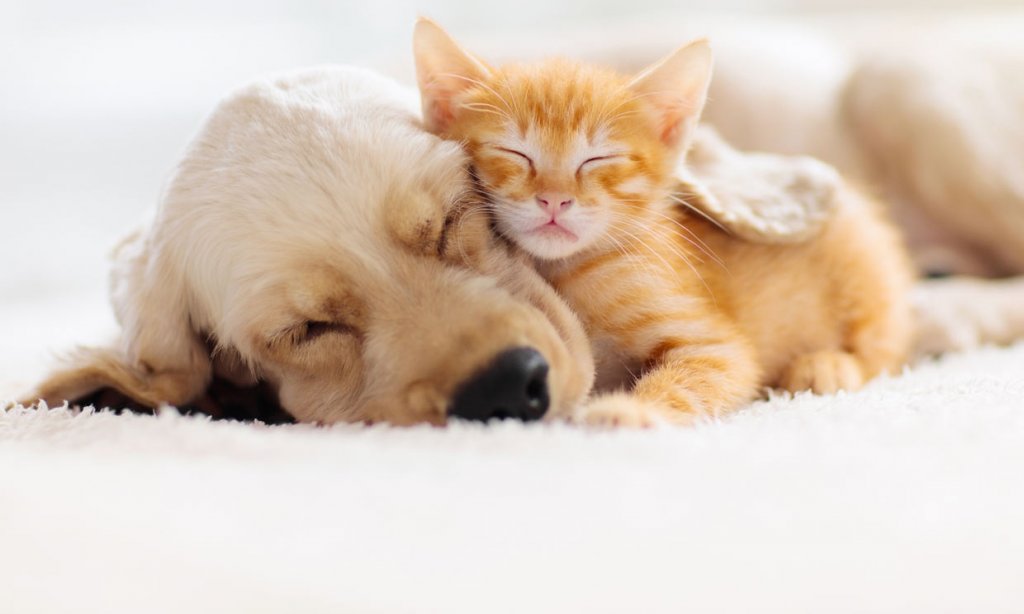 perro y gato 2