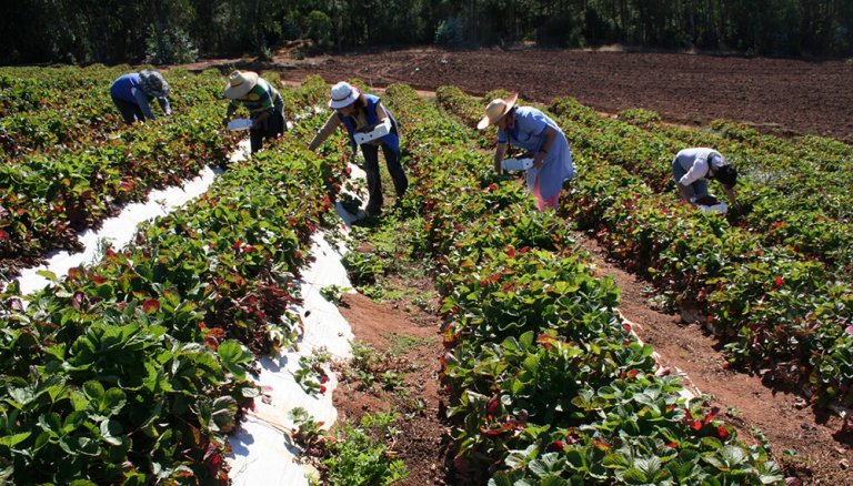 Agricultura familiar