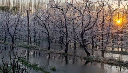 Heladas Río Negro