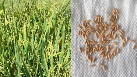 Descubren arroz de alta proteína