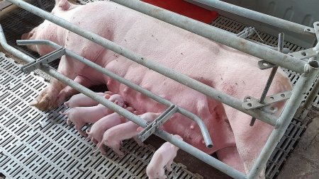Porcinos Transferencia embrionaria
