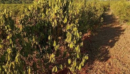 Misioens - Sequia - Yerba mate