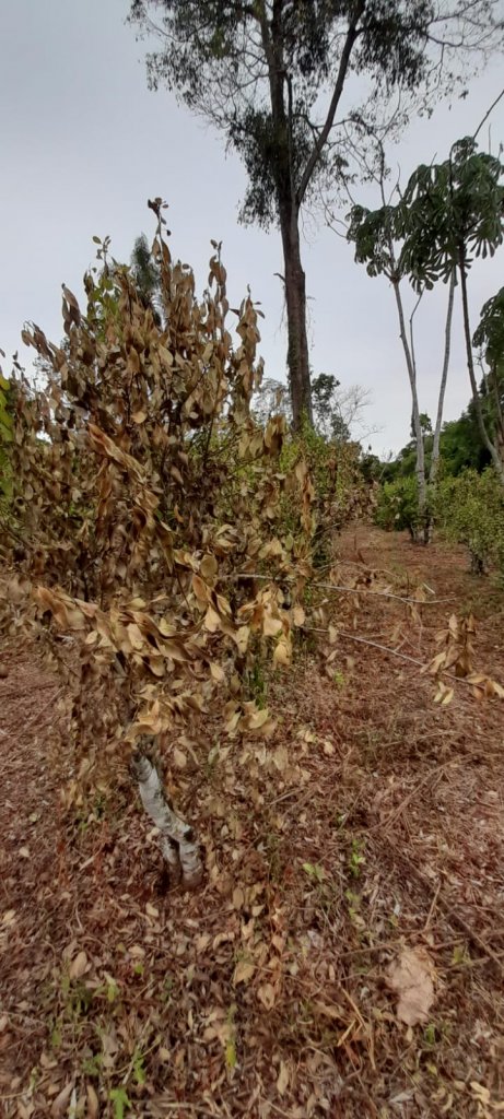 yerbal seco misiones