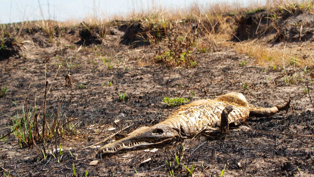 Incendios Iberá Cambyretá Fundación Rewilding Argentina 03