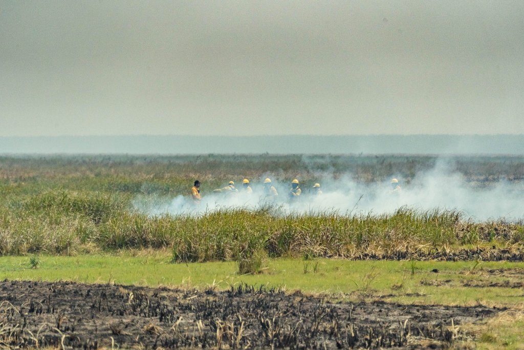 Incendios Iberá Fundación Rewilding Argentina 05