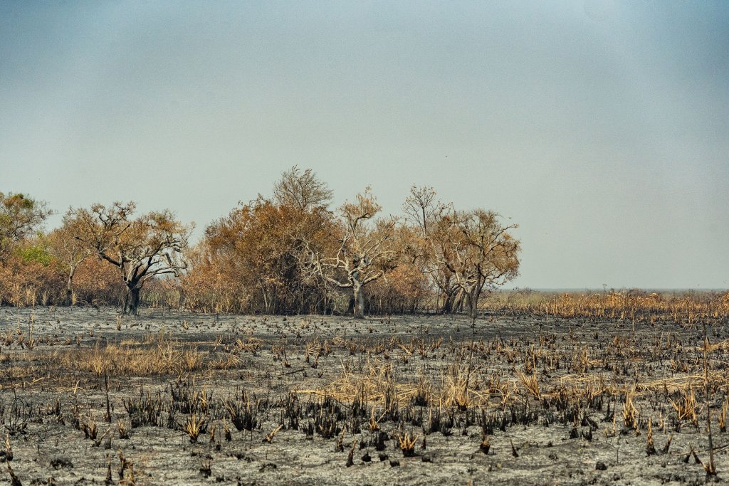 Incendios Iberá San Nicolas Matias Rebak Fundacion Rewilding Argentina 7