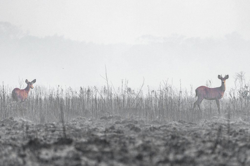 Incendios Iberá Yerbalito Matias Rebak Fundacion Rewilding Argentina 25