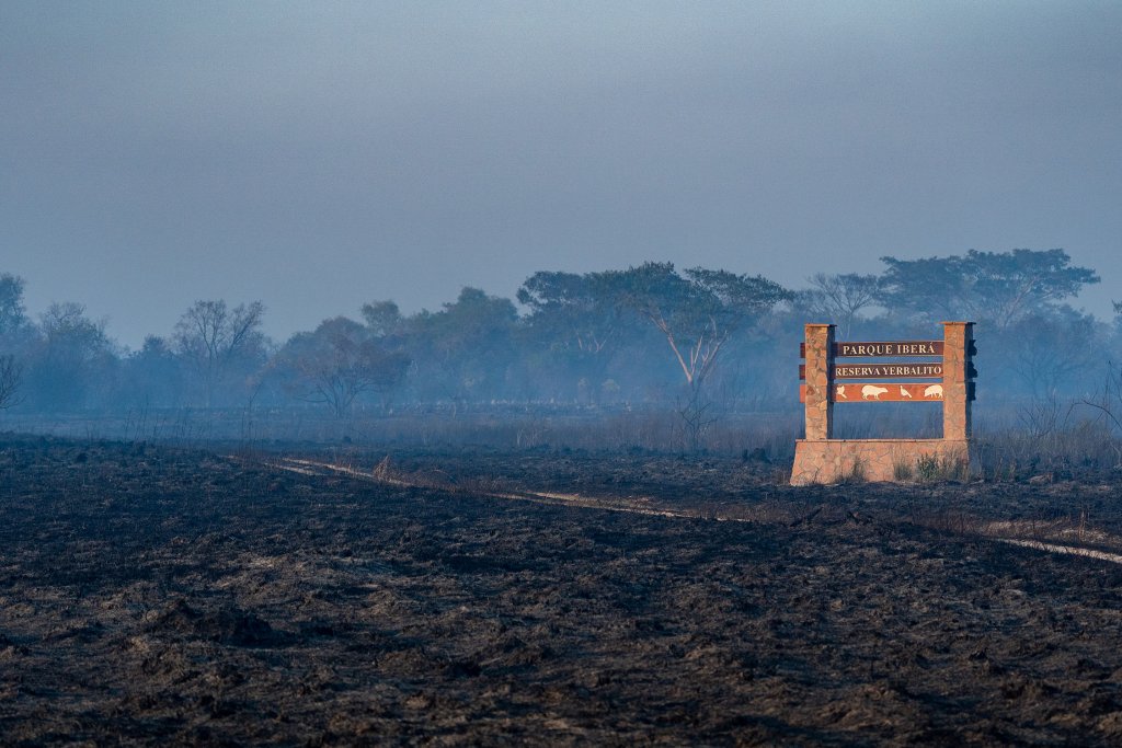 Incendios Iberá Yerbalito Matias Rebak Fundacion Rewilding Argentina 39