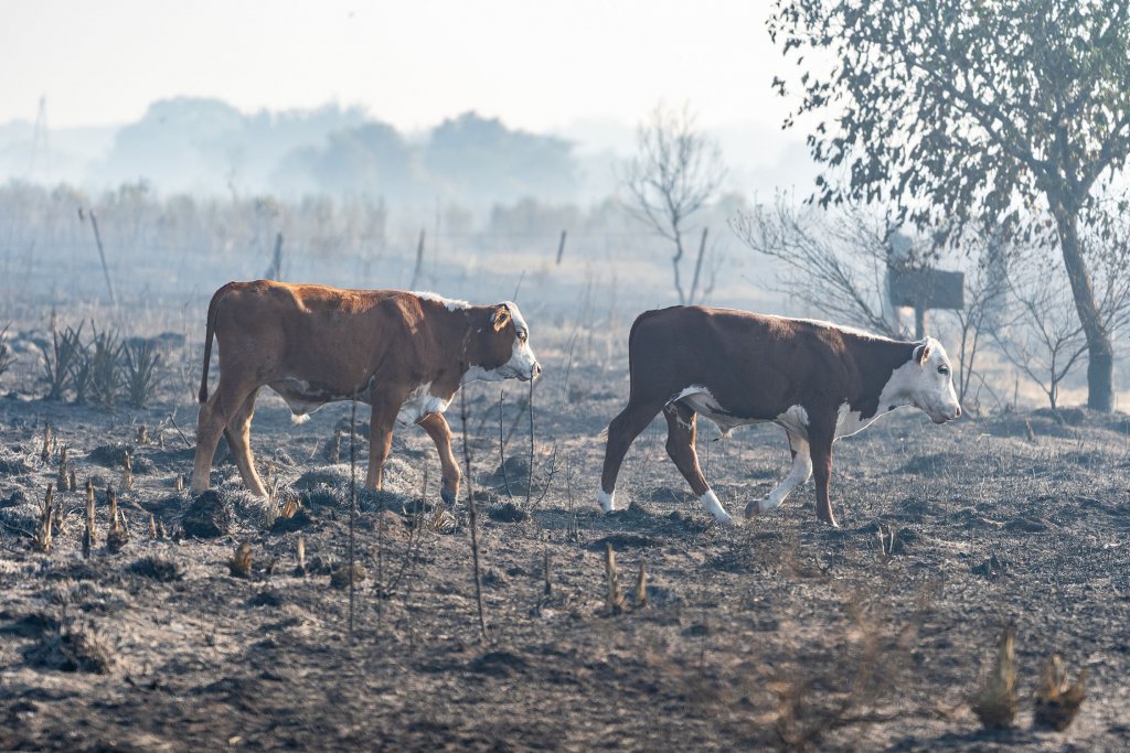 Incendios Iberá Yerbalito Matias Rebak Fundacion Rewilding Argentina 43