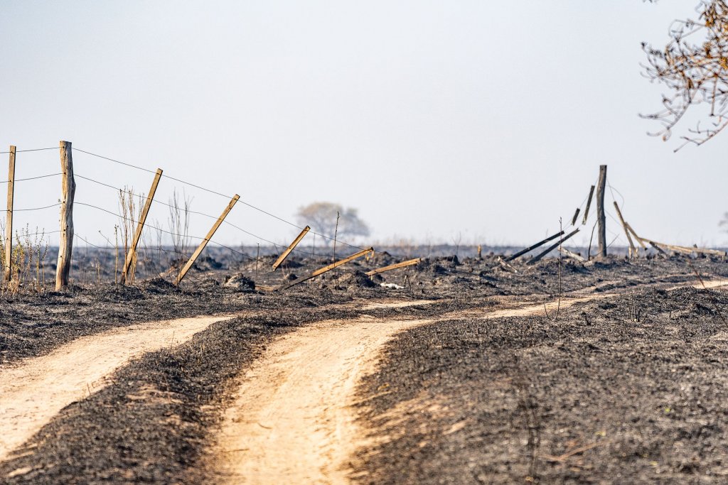 Incendios Iberá Yerbalito Matias Rebak Fundacion Rewilding Argentina 47