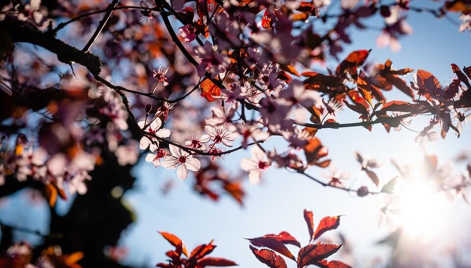 cherry blossoms 5129078 960 720