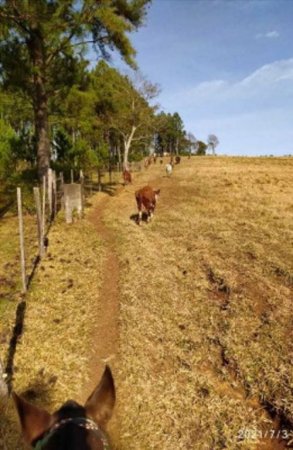 Brasil Robo de hacienda desde Argentina