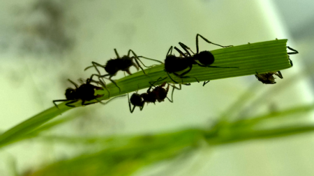 Hormigas cortadoras