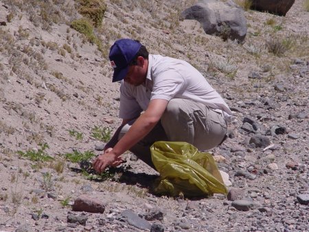 Plantas toxicas Patagonia